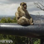 A trip to Gibraltar and monkey sitting