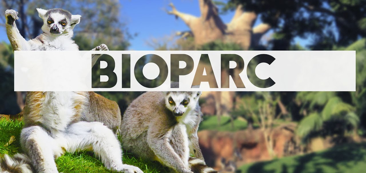 Imágen de Lémures en Bioparc Fuengirola